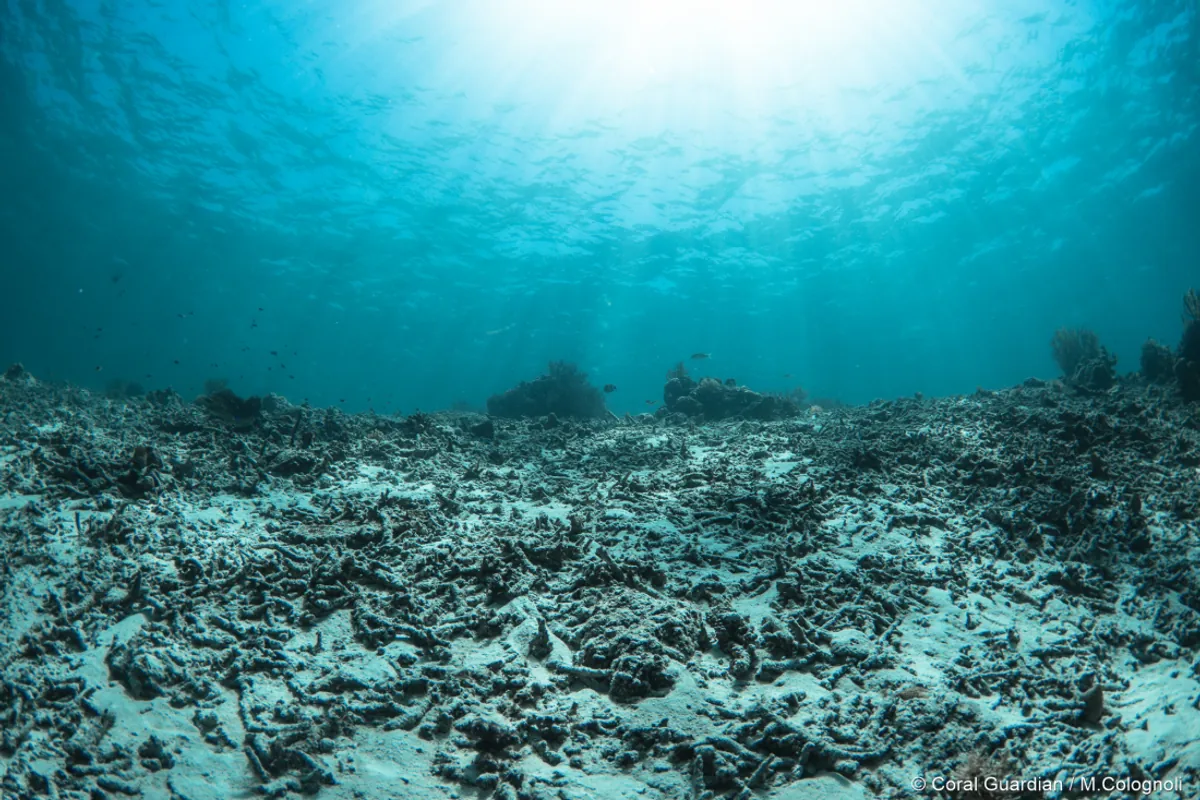 coral-restoration-l (1)