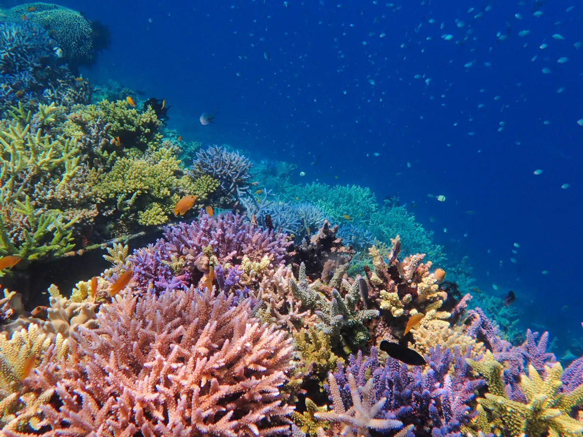 coral-restoration-l